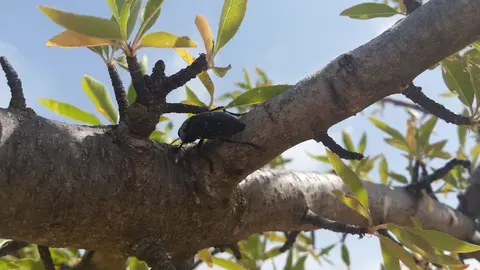 Gusanos cabezudos en almendros