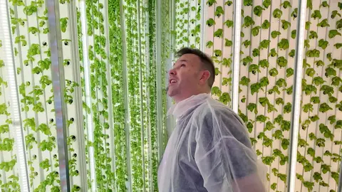 Jos&eacute; El&iacute;as en su visita a un cultivo de albahaca hidrop&oacute;nico