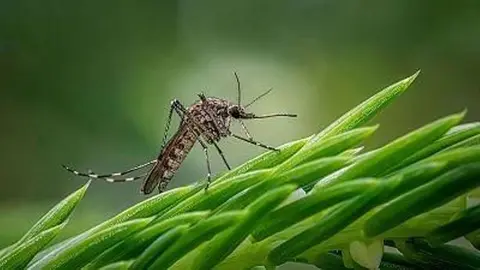 Virus del Nilo a trav&eacute;s de mosquitos en Huelva