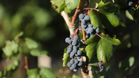 Andaluc&iacute;a consolida su liderazgo en producci&oacute;n ecol&oacute;gica: casi 1,5 millones de hect&aacute;reas cultivadas