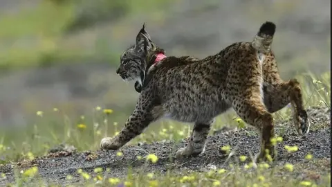 El lince ib&eacute;rico, especie protegida cuyo h&aacute;bitat natural son los montes