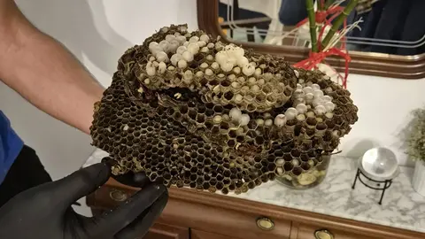 Avispero en una casa de Jerez