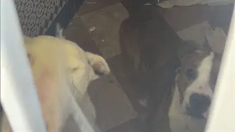 Perros abandonados en Jerez