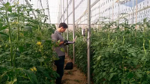 Producci&oacute;n en uni invernadero de Almer&iacute;a