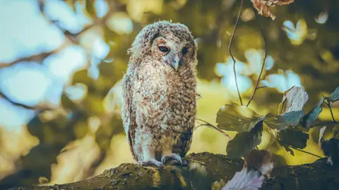 Un b&uacute;ho en una foto de archivo