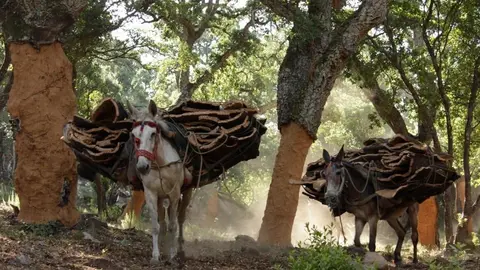 Extracci&oacute;n de corcho de montes p&uacute;blicos de Andaluc&iacute;a
