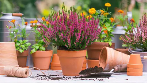 Brezo bicolor de Lidl