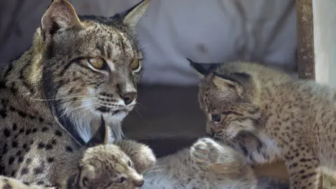 Andaluc&iacute;a se est&aacute; significando por su especial cuidado del lince ib&eacute;rico