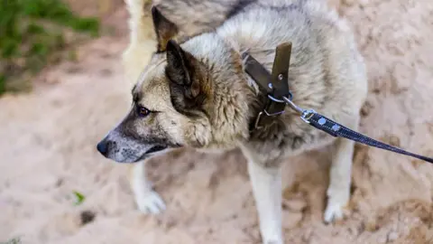 Un perro en una foto de archivo