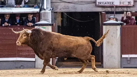 Brigadier l La Gaceta