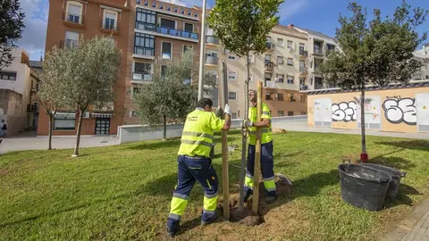 El Ayuntamiento de Huelva organiza el Primer Encuentro de Arboricultura Urbana