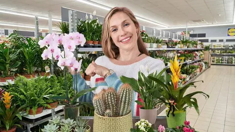 Las flores y plantas vegetales de Lidl que marcan la diferencia frente a Ikea y Carrefour | Imagen apoyada en IA