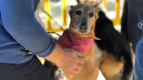 Festividad de San Ant&oacute;n