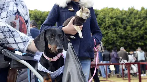 Festividad de San Ant&oacute;n