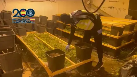 Marihuana intervenida en Jerez