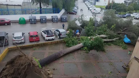 &Aacute;rbol de grandes dimensiones ca&iacute;do en La Granja