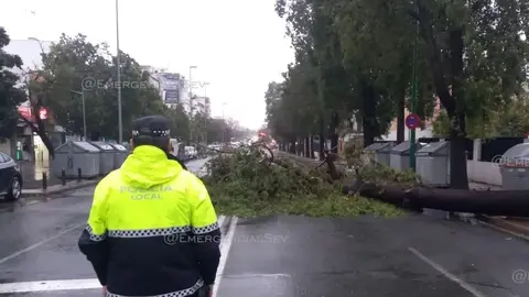 El temporal est&aacute; provocando la ca&iacute;da de &aacute;rboles en Sevilla