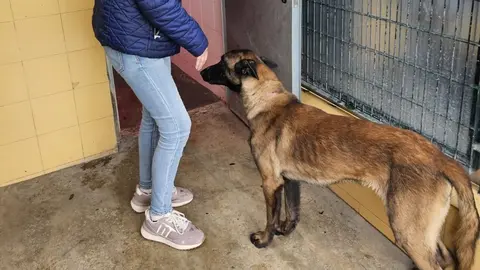 El perro en el Centro de Protecci&oacute;n Animal de Jerez