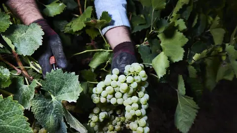 Andaluc&iacute;a 'mima' a sus agricultores: 2,5 millones para la reconversi&oacute;n y reestructuraci&oacute;n del vi&ntilde;edo