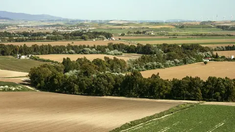 Jerez pone el foco en los bosques de ribera del Guadalete tras las &uacute;ltimas inundaciones | Agust&iacute;n Garc&iacute;a L&aacute;zaro