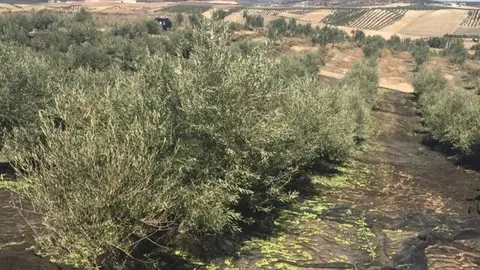 Rebusca de aceituna en Ja&eacute;n