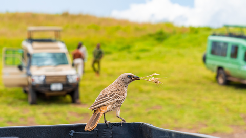 Los mejores safaris privados por Tanzania