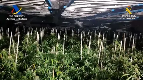 Plantaciones de marihuana