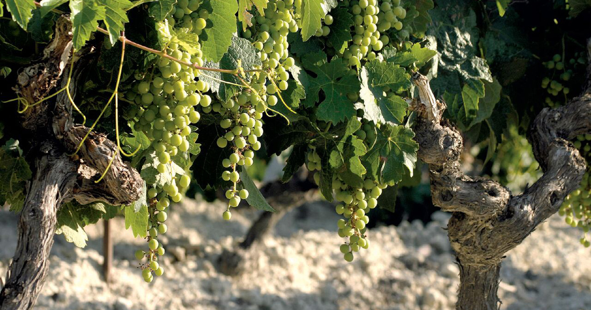 Vendimia en Jerez: conoce las claves.