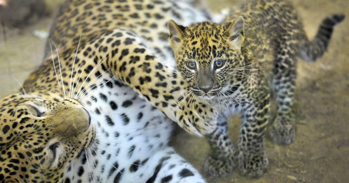 Zoológico Jerez: precio entradas