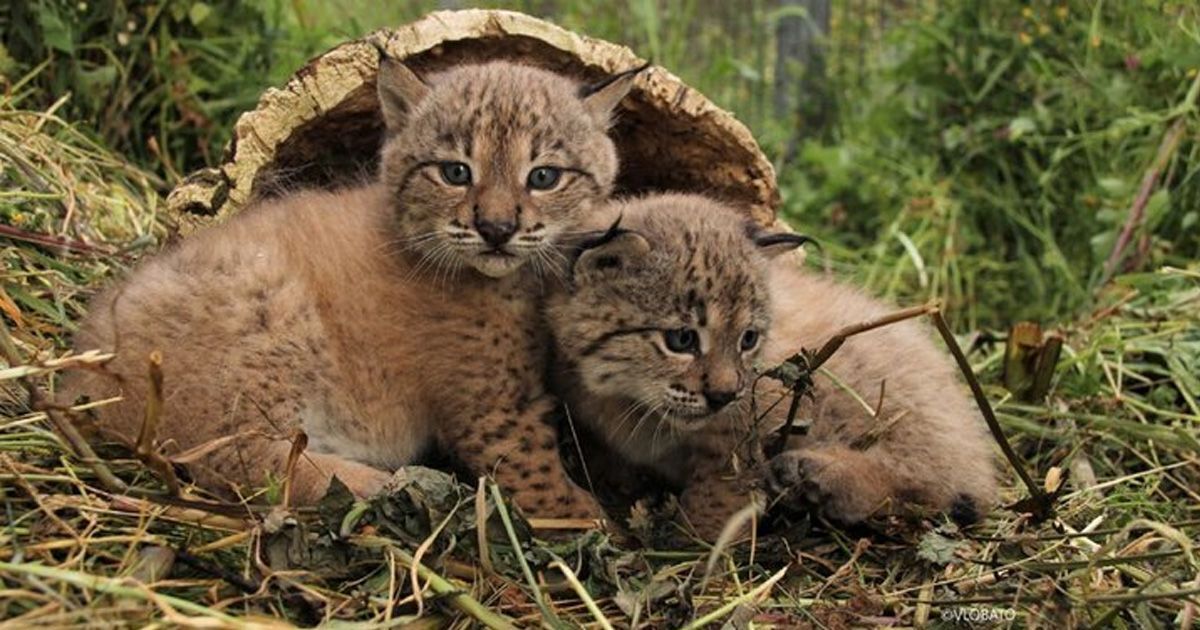Dos crías de lince ibérico