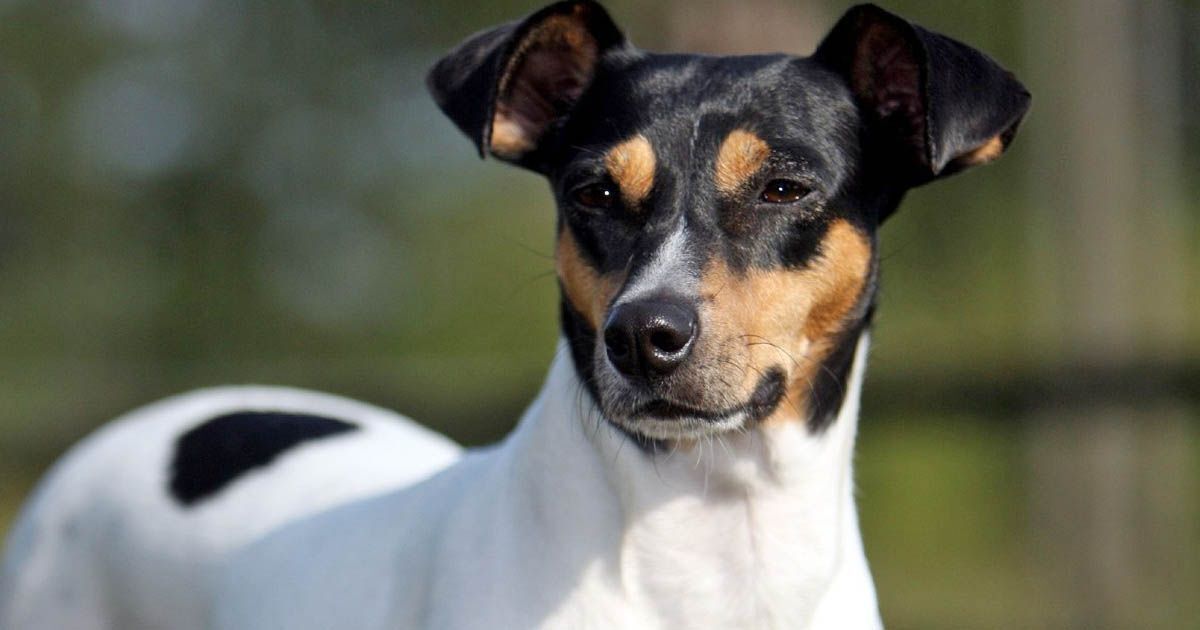 Ratonero bodeguero andaluz