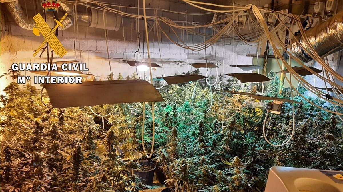 557 plantas de marihuana confiscadas en Jaén