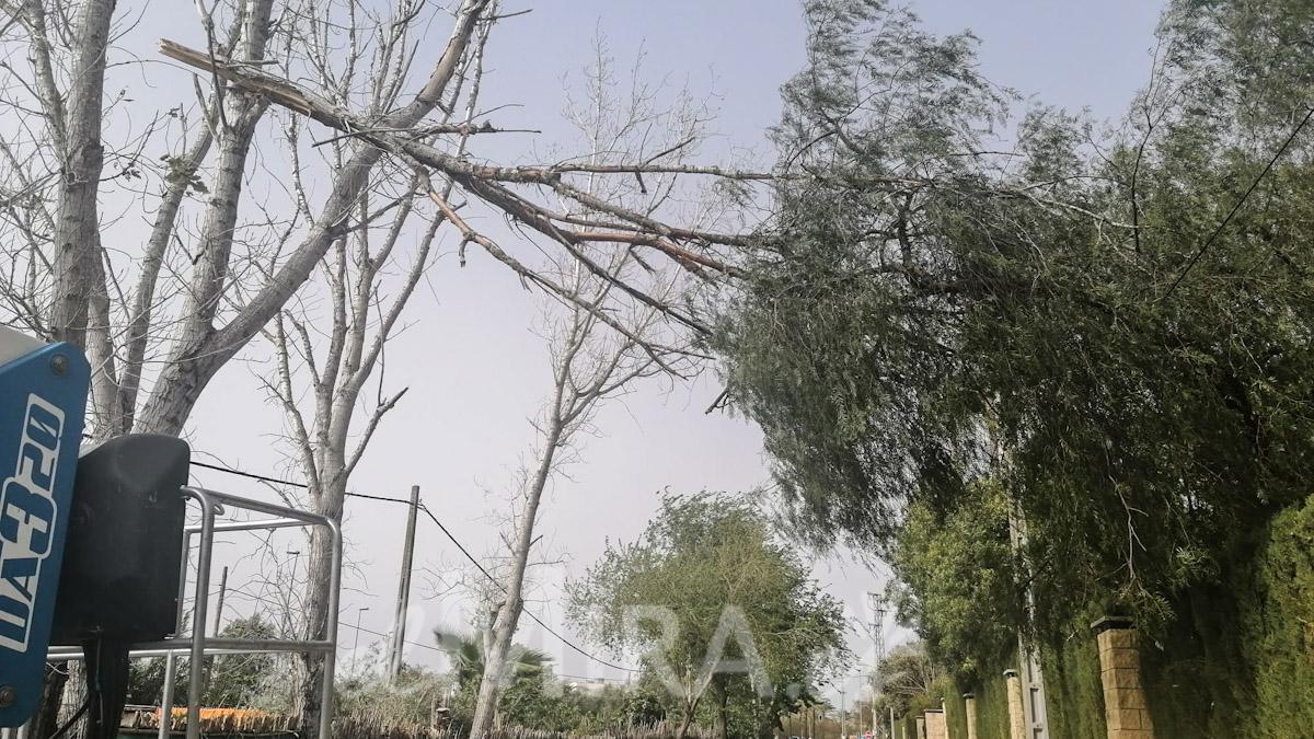 Efectos del Viento en Jerez de la Frontera en la Barriada Caulina