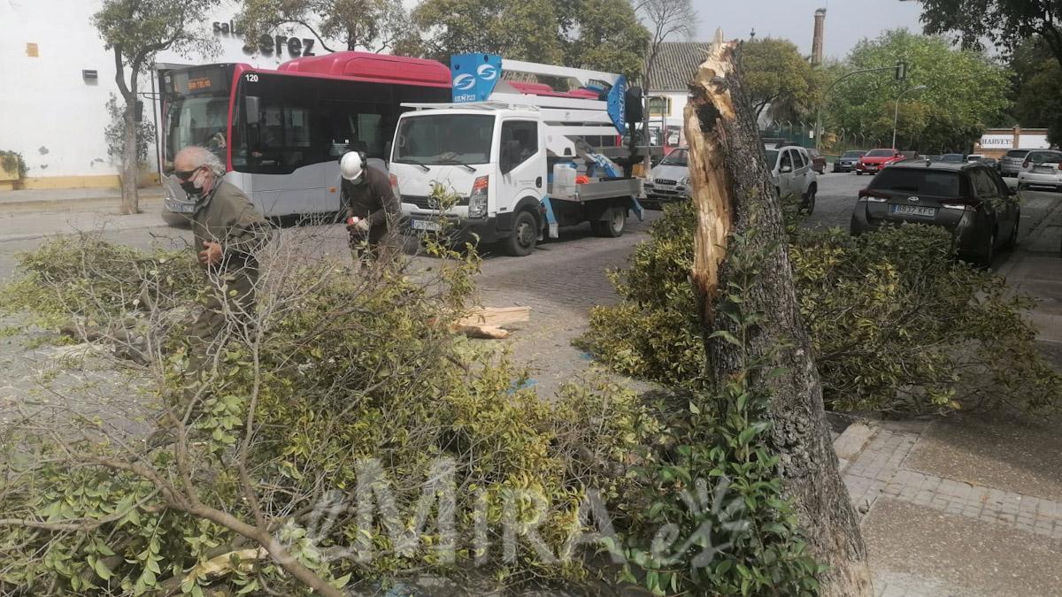Efectos del Viento en Jerez de la Frontera en la Barriada Pío XII 