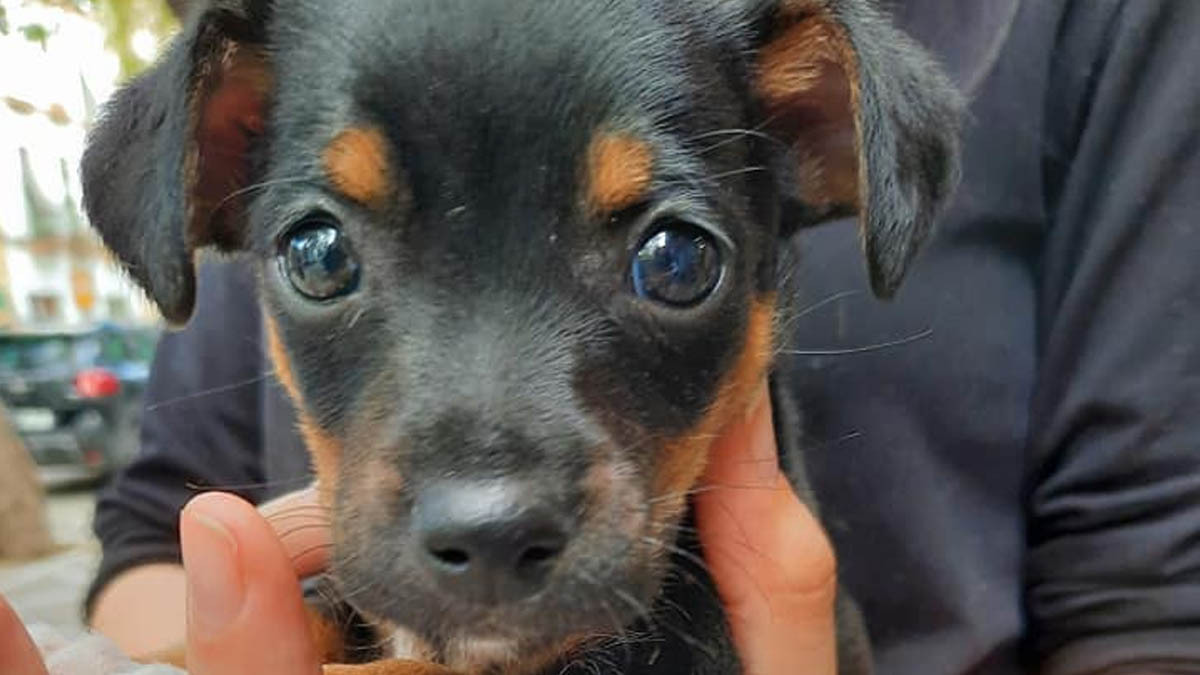 Cachorro de perro abandonado en una caja en la basura de Jerez 