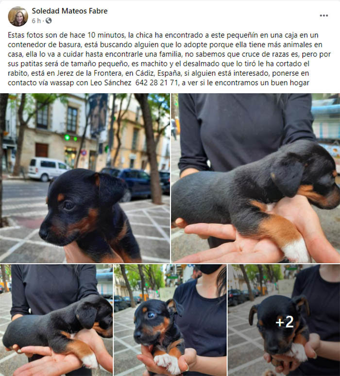 FACEBOOK DE CACHORRO RESCATADO EN JEREZ