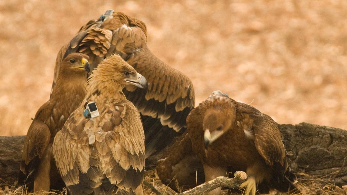 210411_Águila Imperial Ibérica