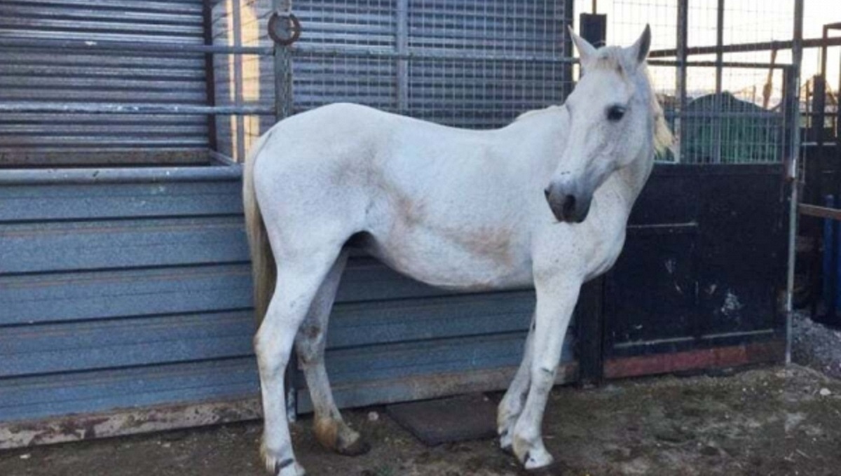 Caballo desorientado Chipiona