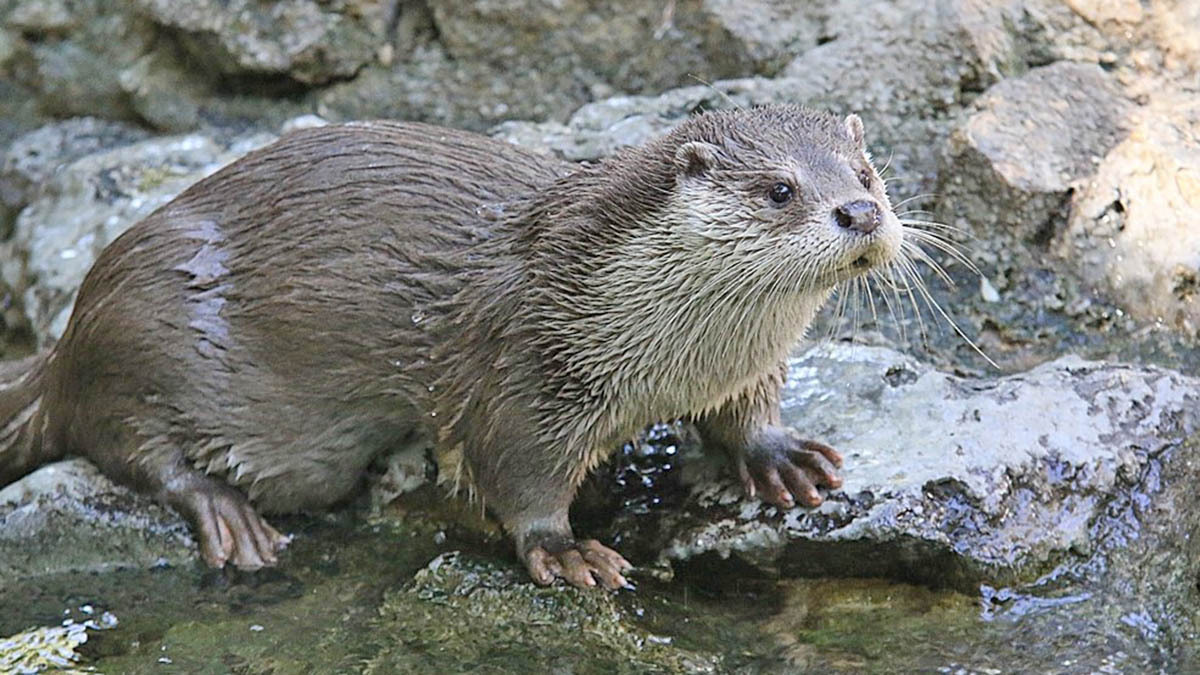 Nutria Sara en el Zoobotánico de Jerez
