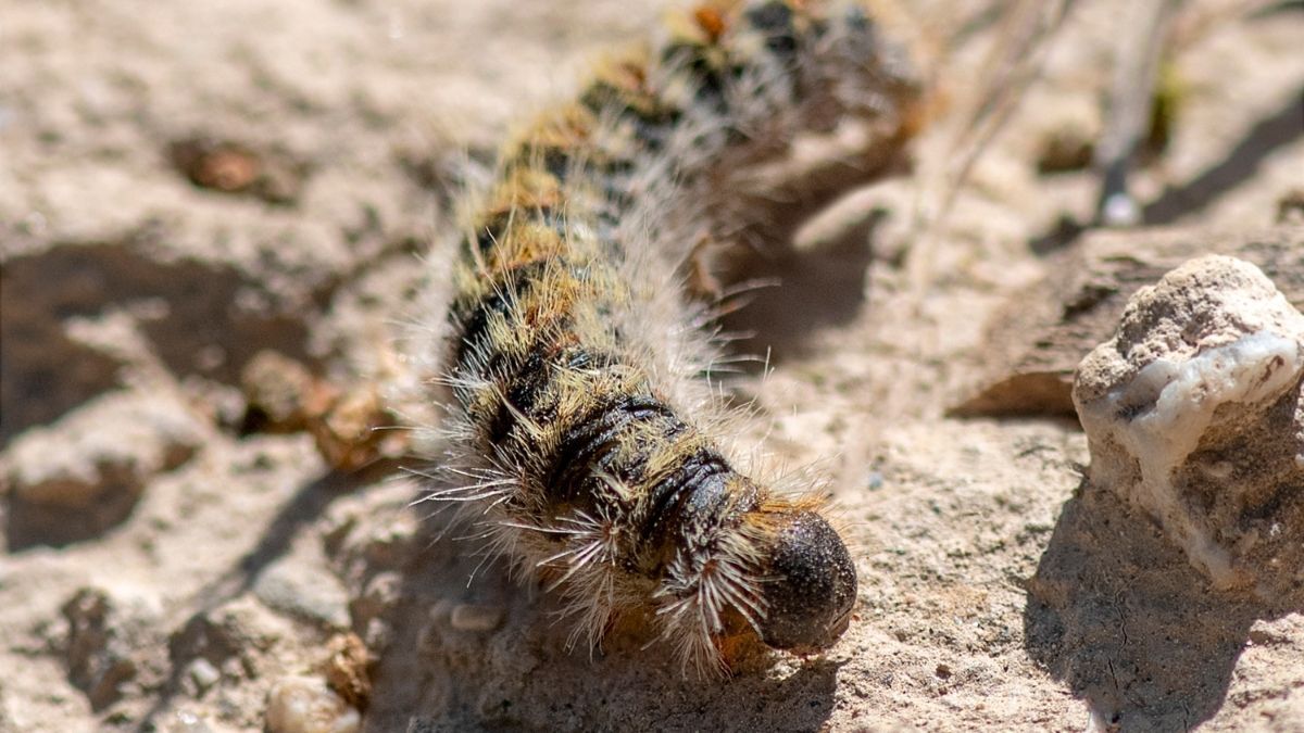 Oruga procesionarias