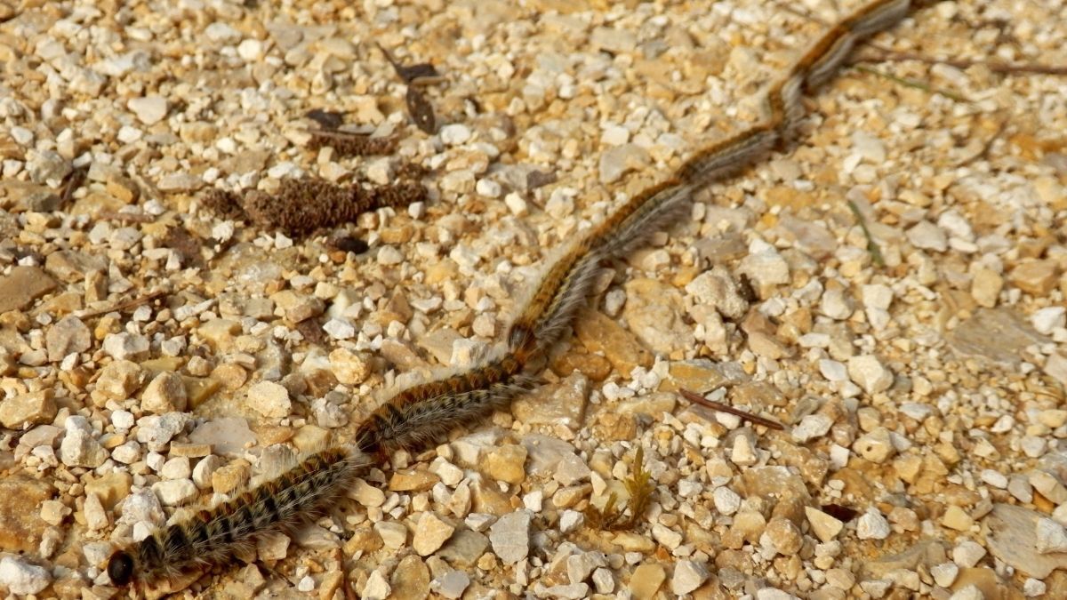 Orugas procesionarias