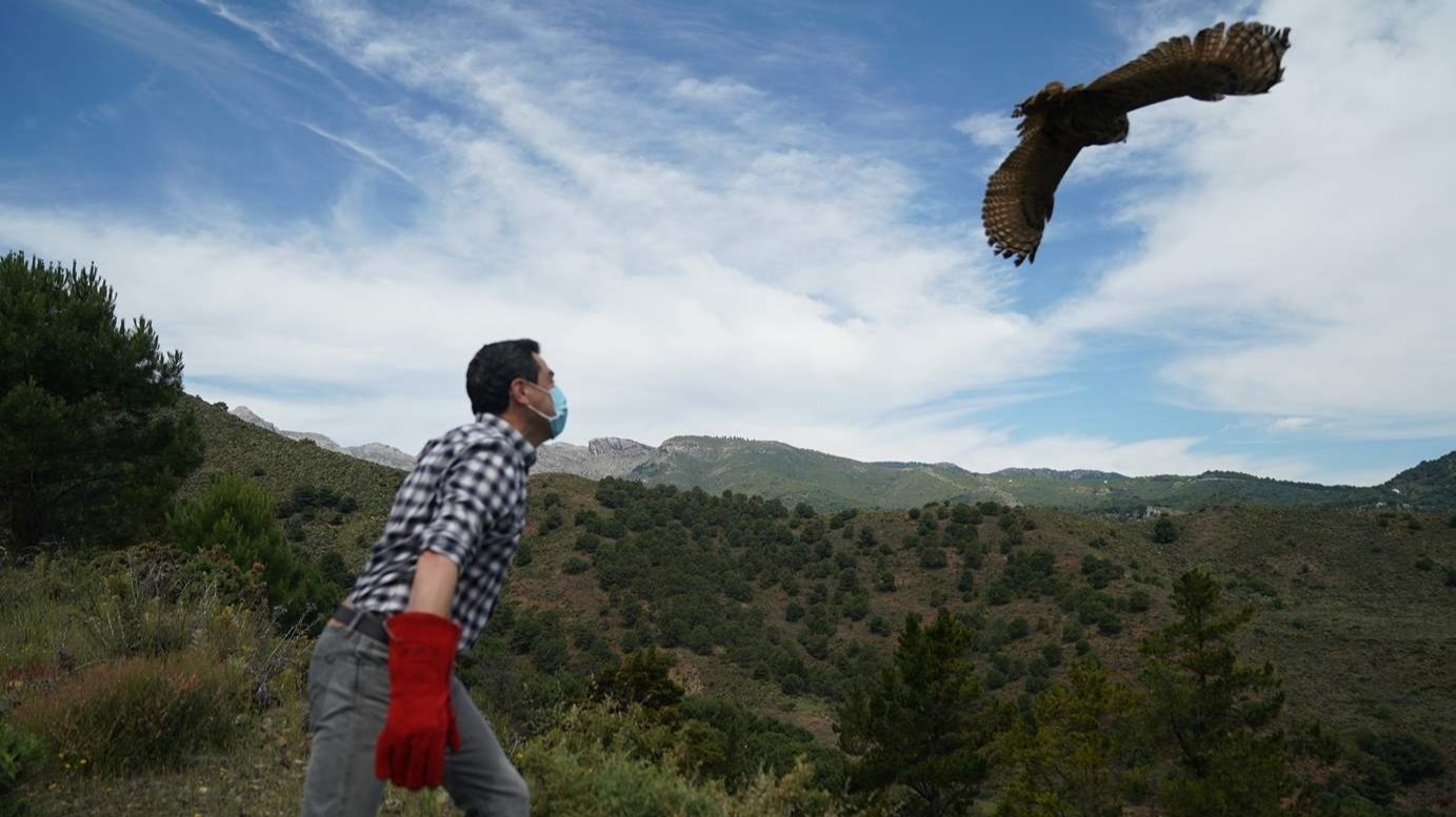 Juanma Moreno suelta búhos reales en la Sierra de las Nieves