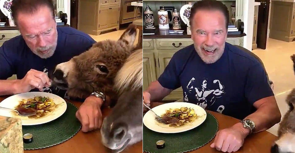 Arnold Schwarzenegger comiendocon burros