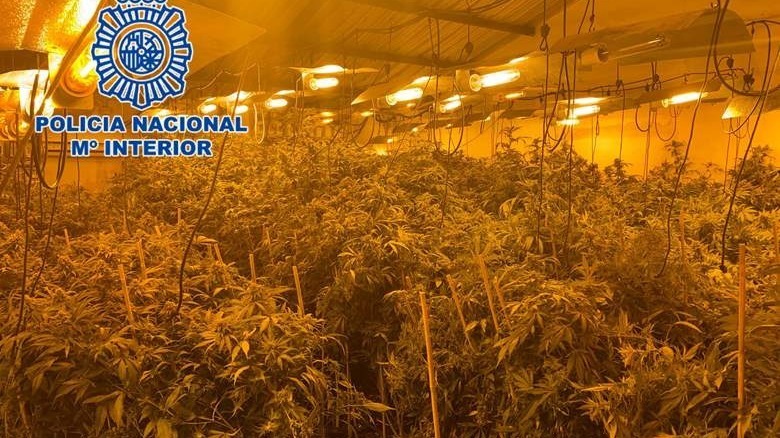Plantación de marihuana en Córdoba