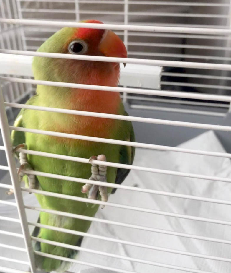 Agaporni perdido en <a  data-cke-saved-href='https://www.elmira.es/seccion/jerez/' href='https://www.elmira.es/seccion/jerez/'
                                       title='Jerez' target='_blank'>Jerez</a>