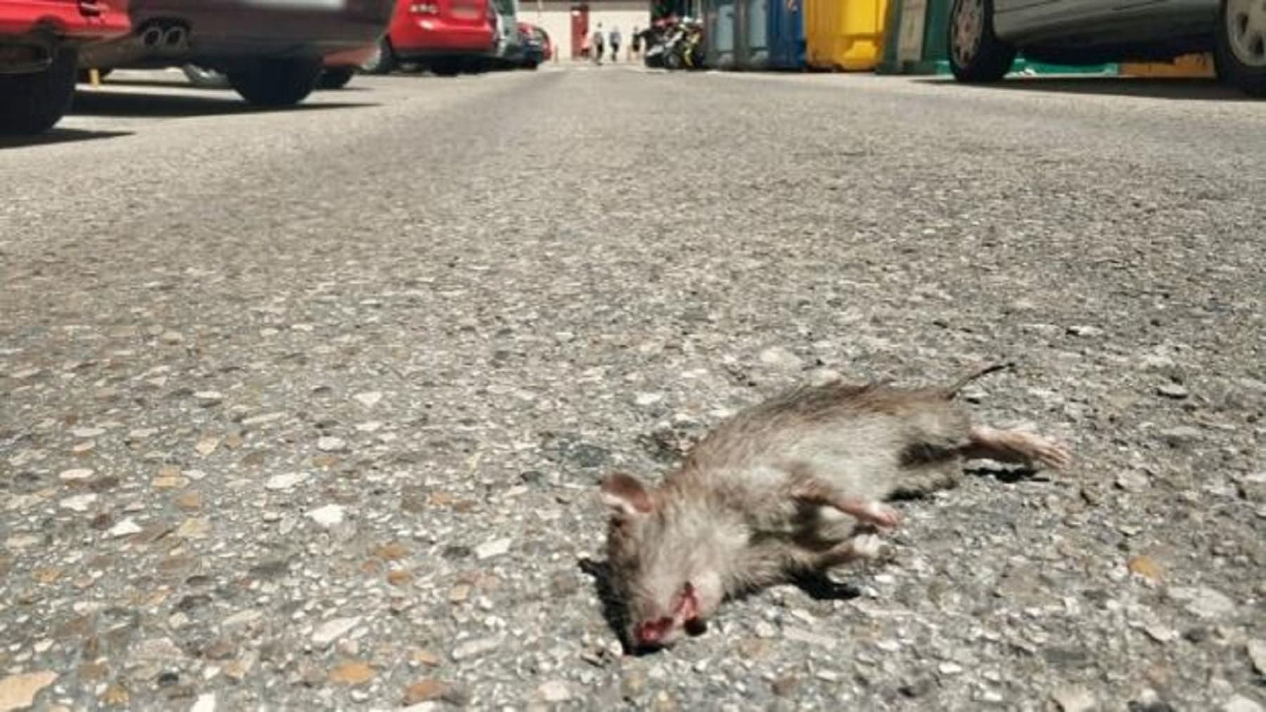 Ratas en Cádiz
