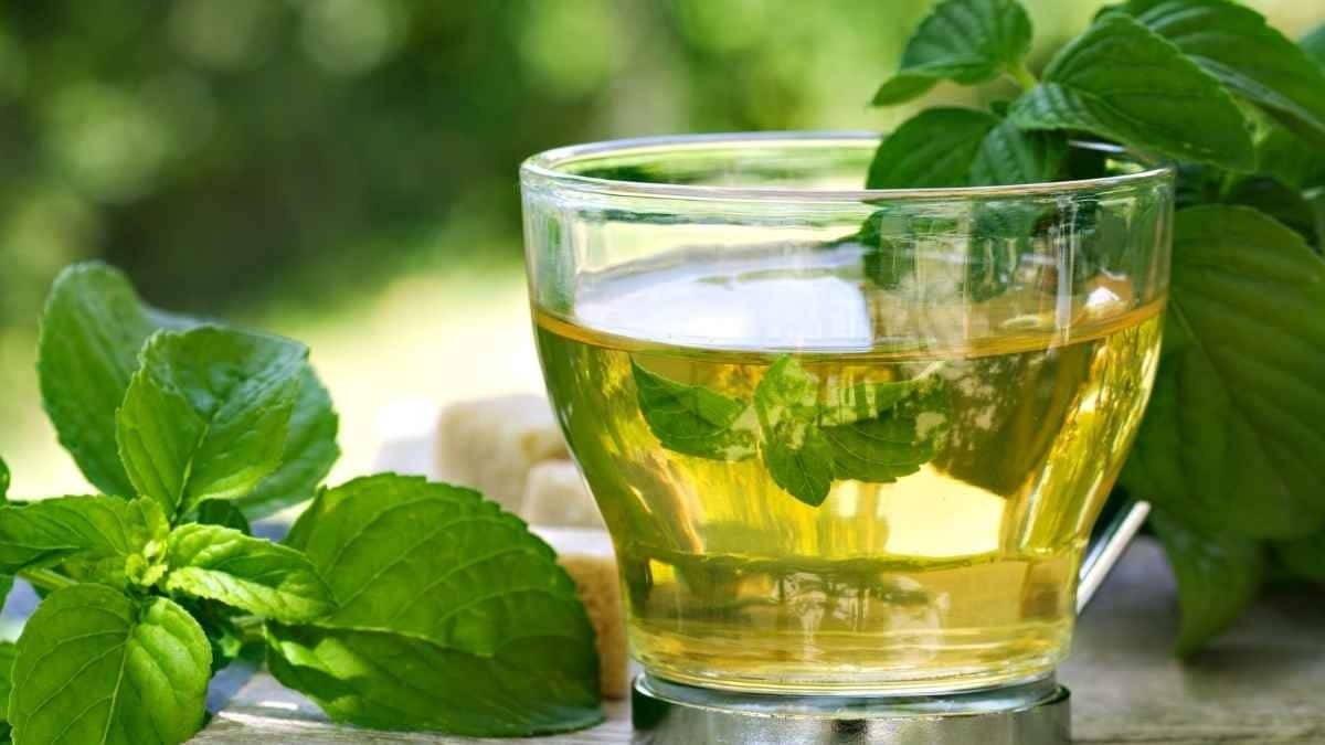 Té de menta