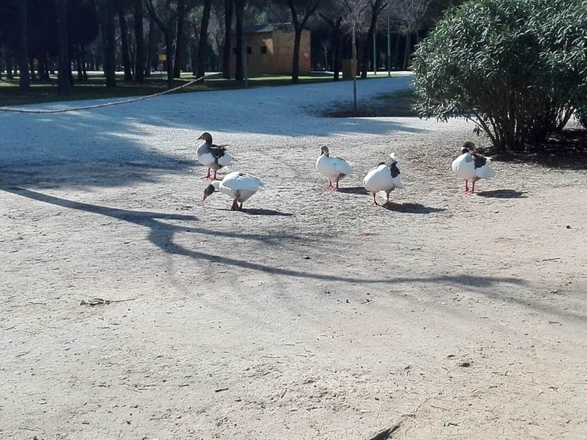 Parques de Sevilla: Parque Infanta Elena Foto: Mromsan
