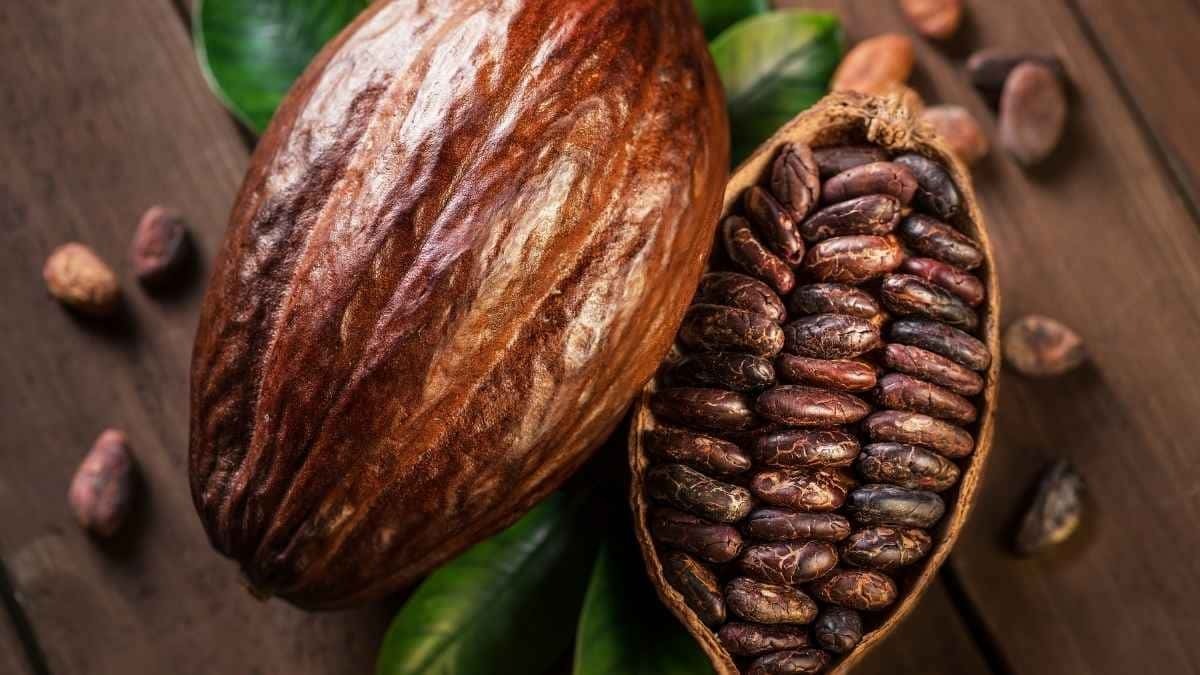 Planta de cacao 