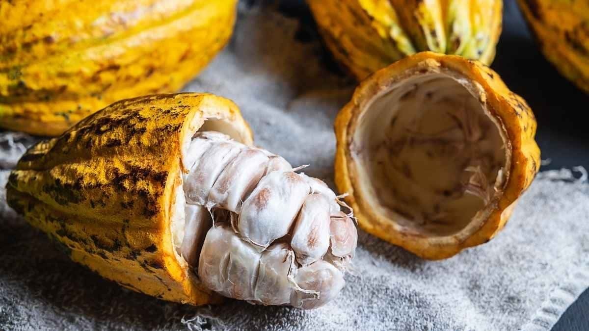 Planta de cacao